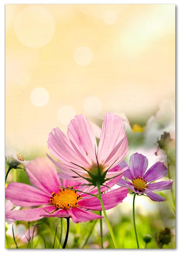 Moderný akrylový fotoobraz Poľné kvety pl-oa-70x100-f-44427234