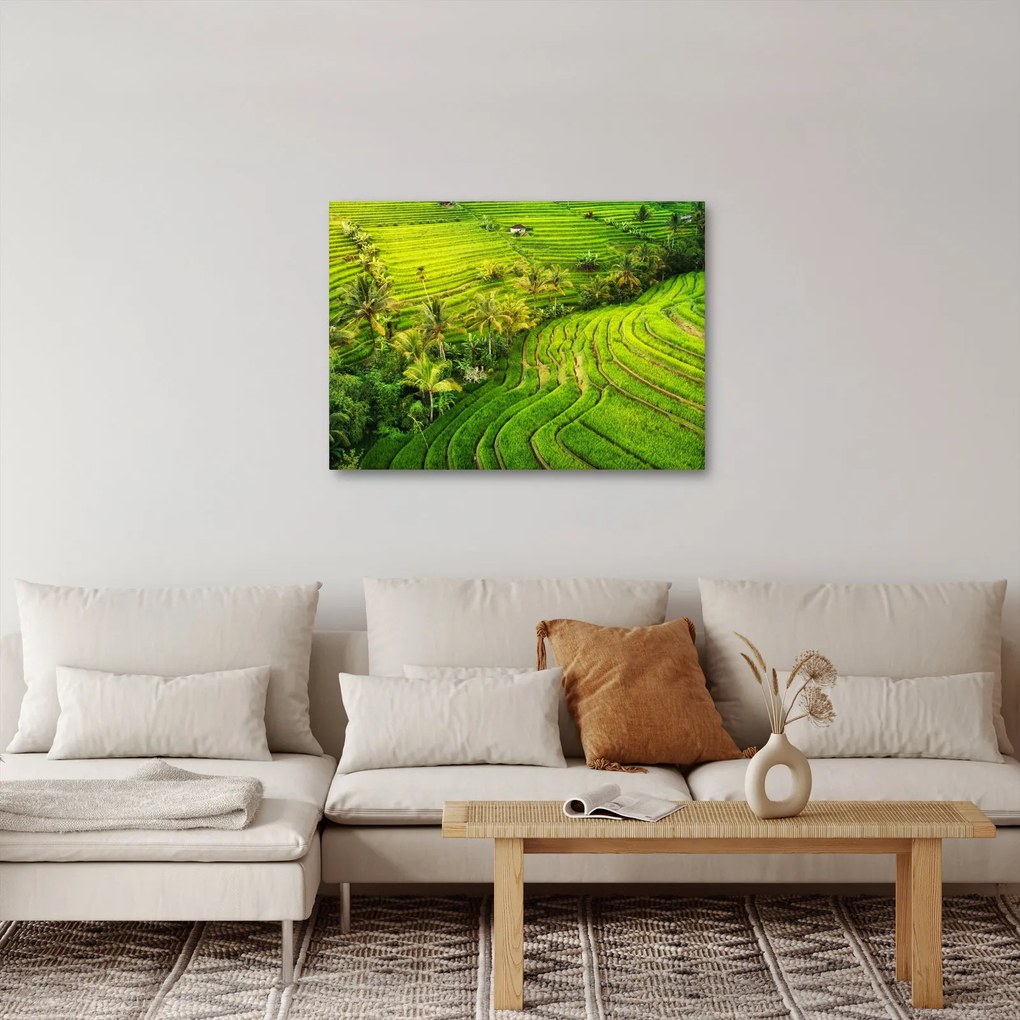 Obraz - Ryžové terasy (70x50 cm)