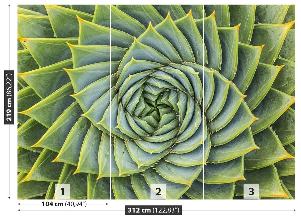 Fototapeta Vliesová Aloe symmetry 208x146 cm