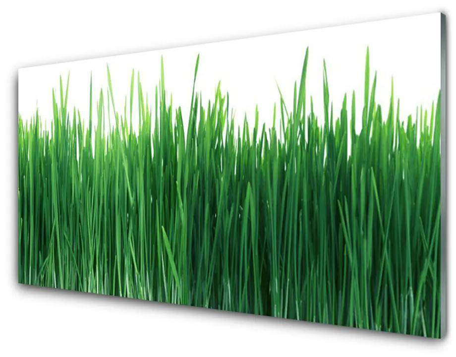 Obraz plexi Tráva príroda rastlina 100x50 cm