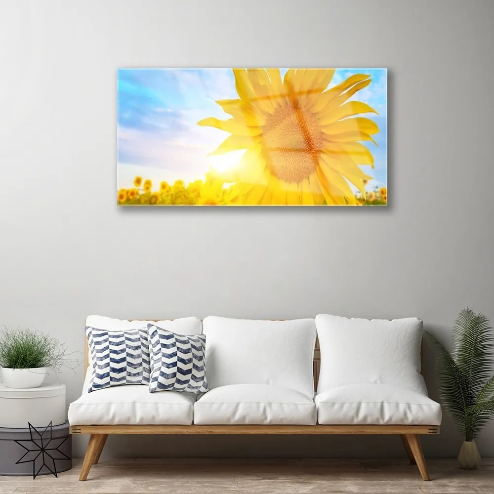 Skleneny obraz Slnečnica kvet slnko 125x50 cm