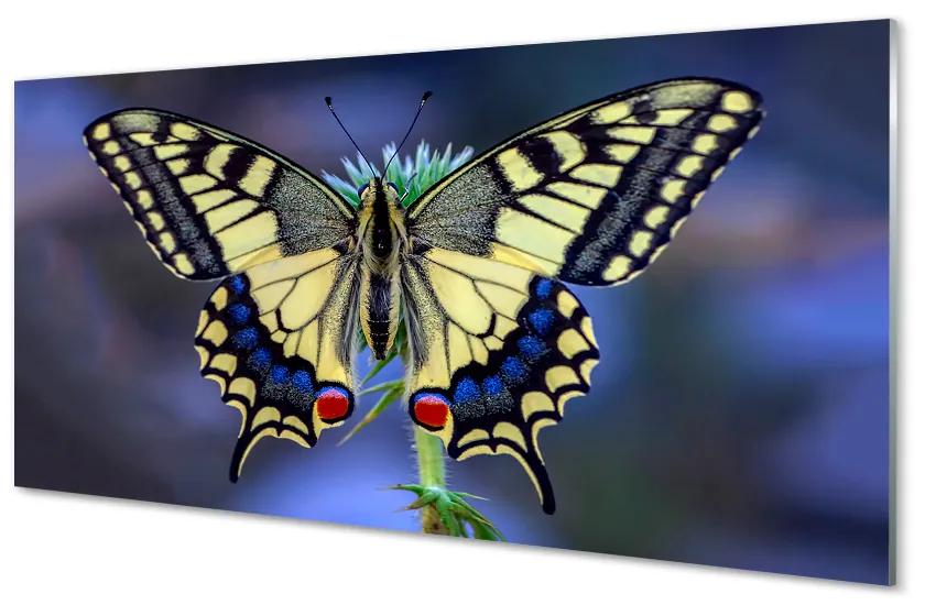 Obraz na akrylátovom skle Motýľ na kvetine 125x50 cm
