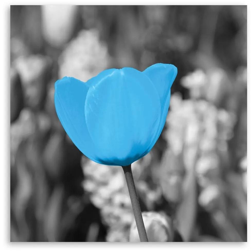Obraz na plátně Tulipánové květiny Modrá - 60x60 cm