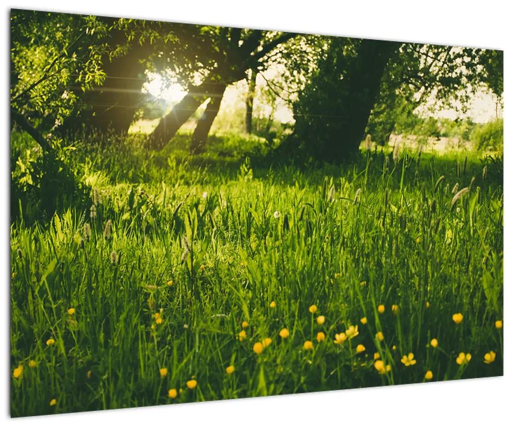 Obraz prírody - lúka (90x60 cm)