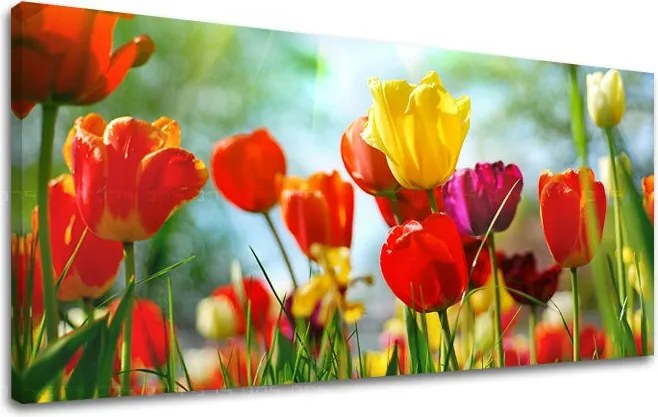 Obraz na stenu Panoráma KVETY XOBKV145E13 - 60x120 cm