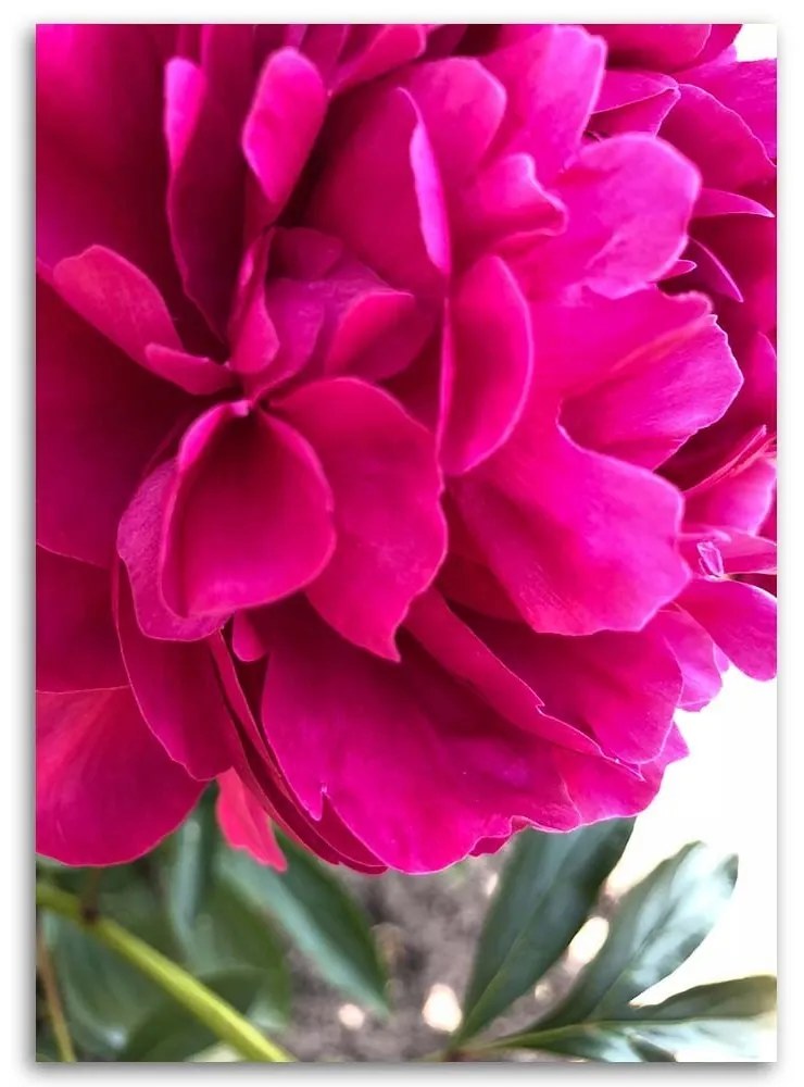 Obraz na plátně Pivoňka květ růžová příroda - 60x90 cm