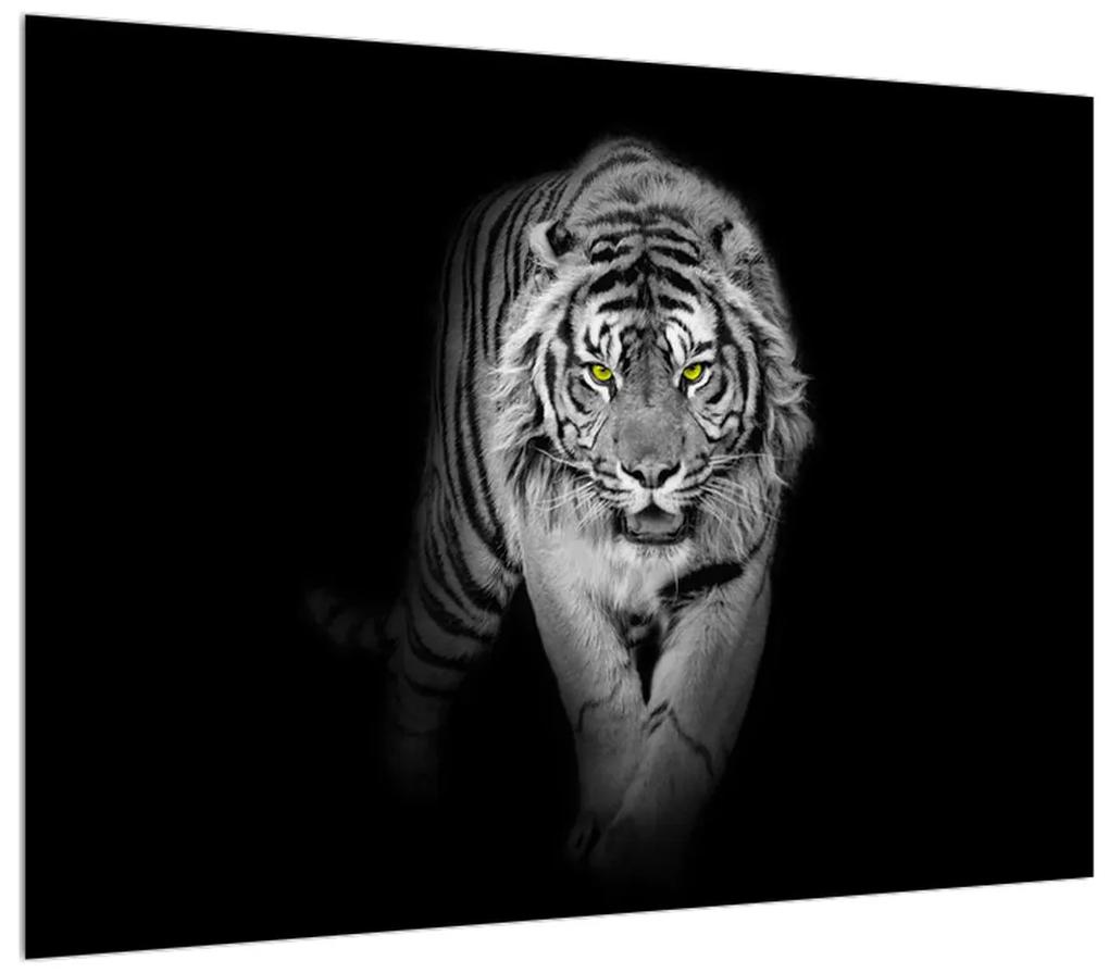 Čiernobiely obraz tigra (70x50 cm)