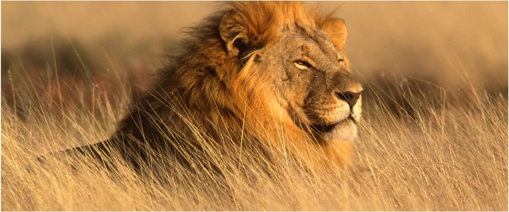 Obraz - Národný park Etosha (120x50 cm)