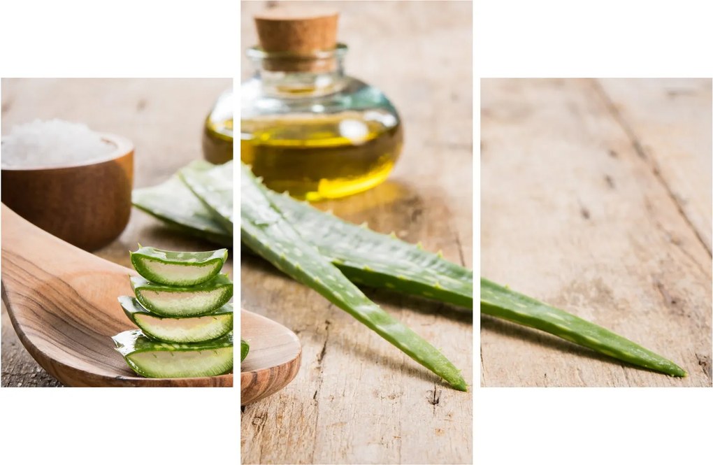 Obraz - Aloe vera (90x60 cm)