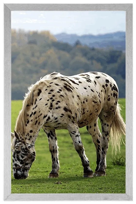 Plagát kôň na lúke - 30x45 white
