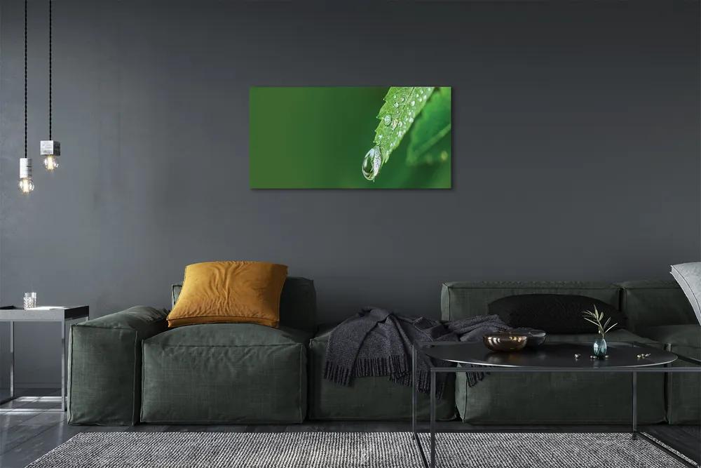Obraz canvas Kvapka vody lístia 125x50 cm