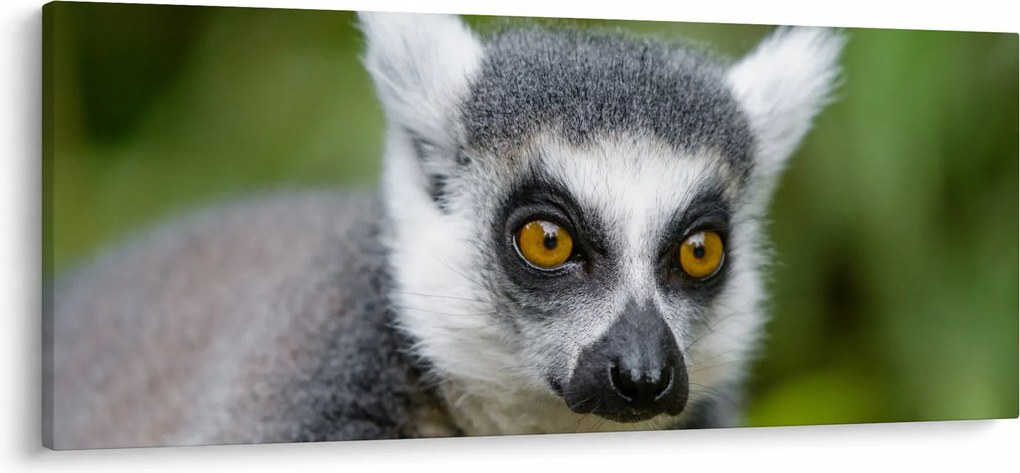 Obraz lemura (120x50 cm)