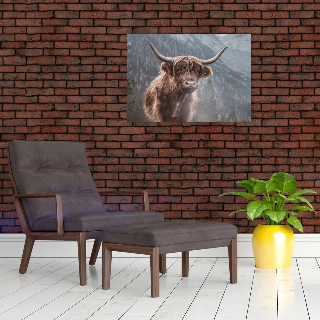 Obraz - Highlander krava (70x50 cm)
