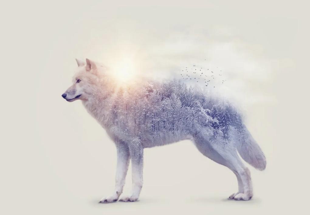 Fototapeta - Arktický vlk zrkadliaci divokú krajinu (147x102 cm)