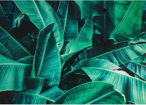 Obraz na plátne Tropické listy, 70x50 cm%