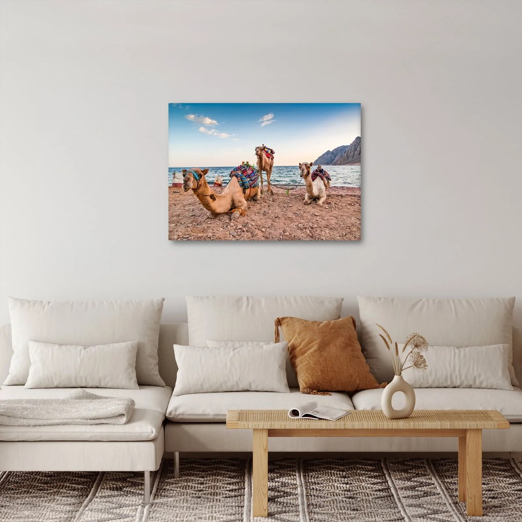 Obraz tiav (70x50 cm)