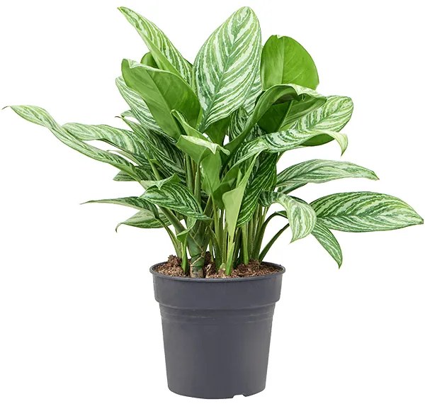 Aglaonema stripes 27x70 cm