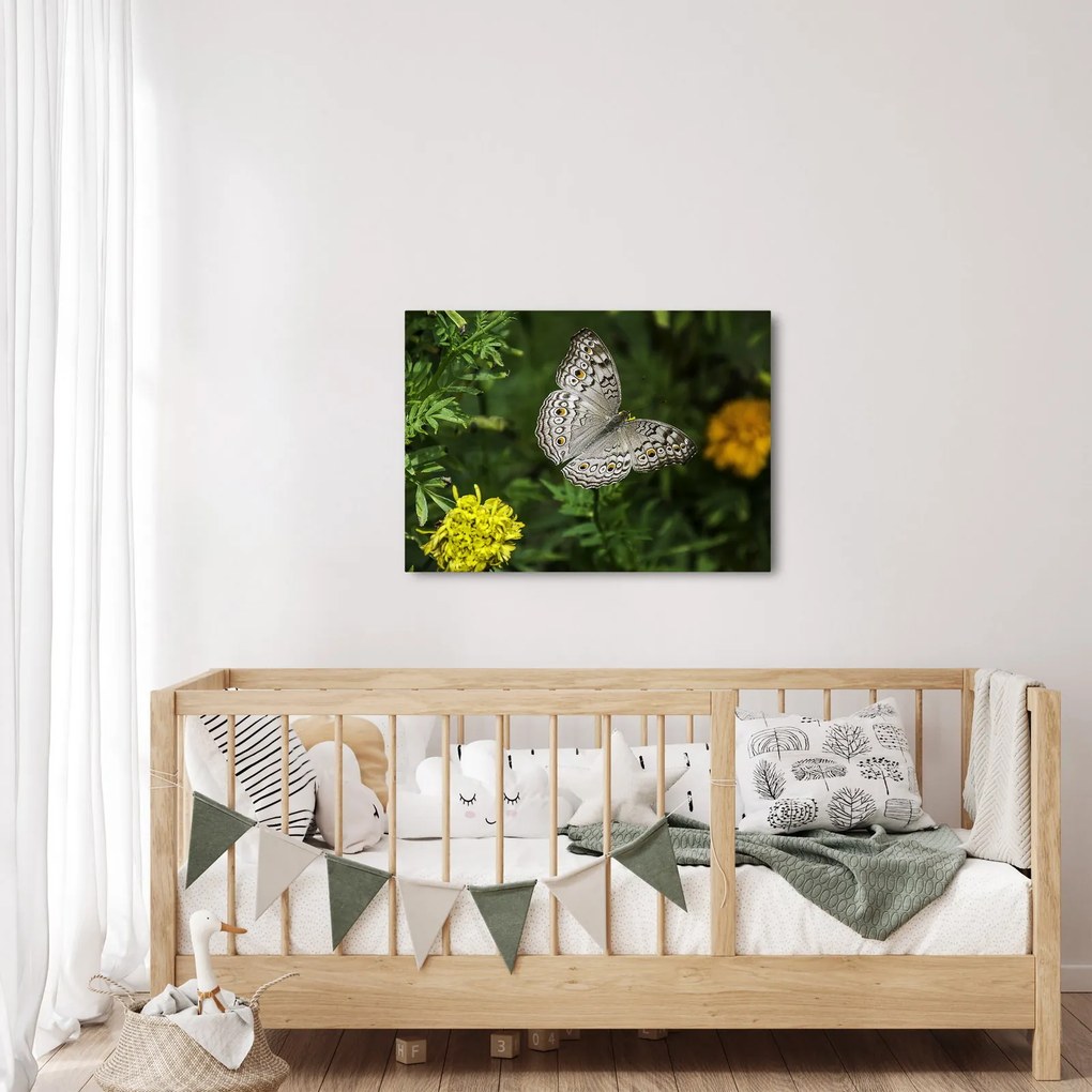 Obraz - biely motýľ (70x50 cm)