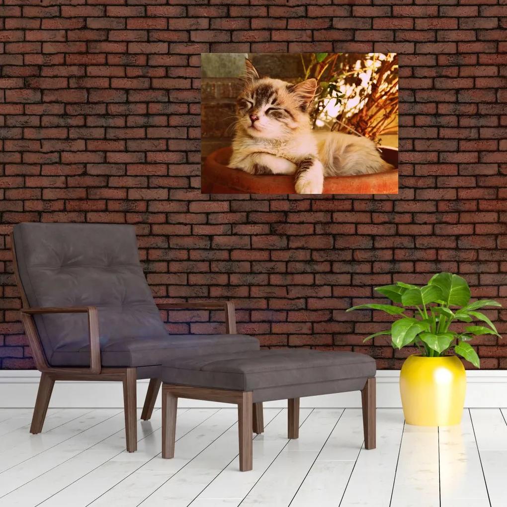 Sklenený obraz mačky v kvetináči (70x50 cm)