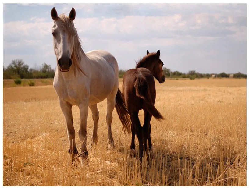 Artgeist Fototapeta - Horse and foal Veľkosť: 200x154, Verzia: Standard