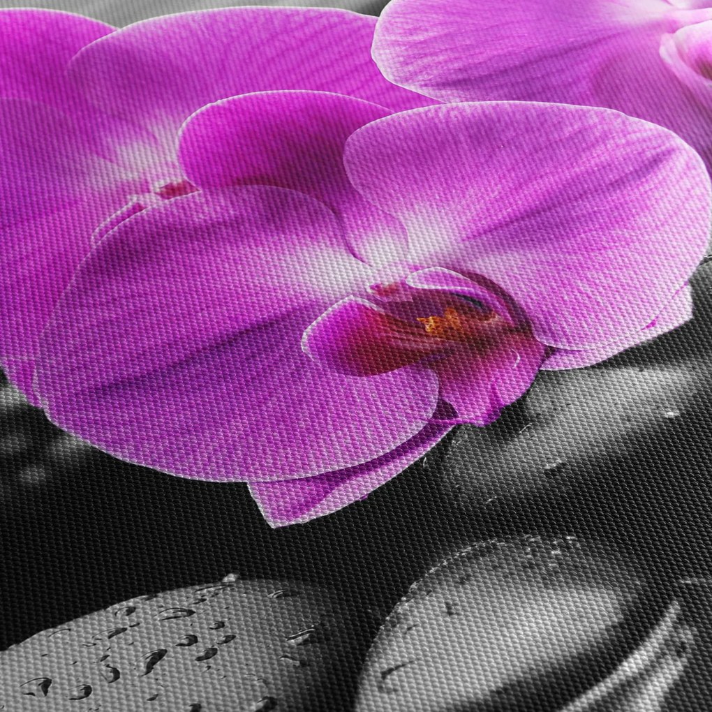 Obraz - Fialové orchidey (70x50 cm)
