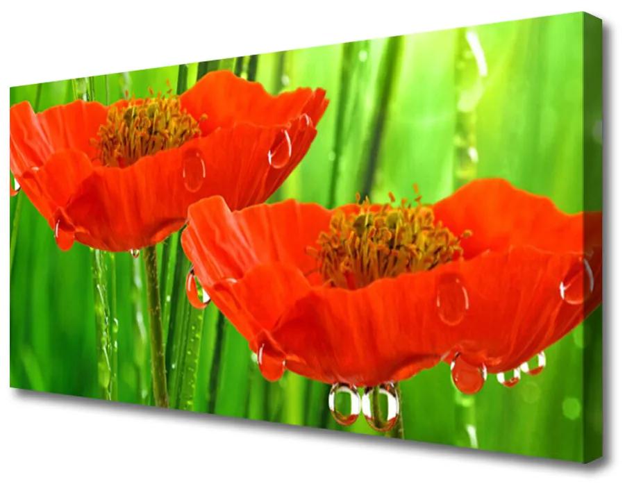 Obraz na plátne Maky rastlina príroda 100x50 cm
