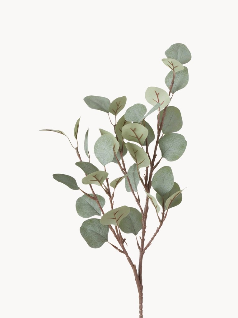 Rastlinná dekorácia Eukalyptus