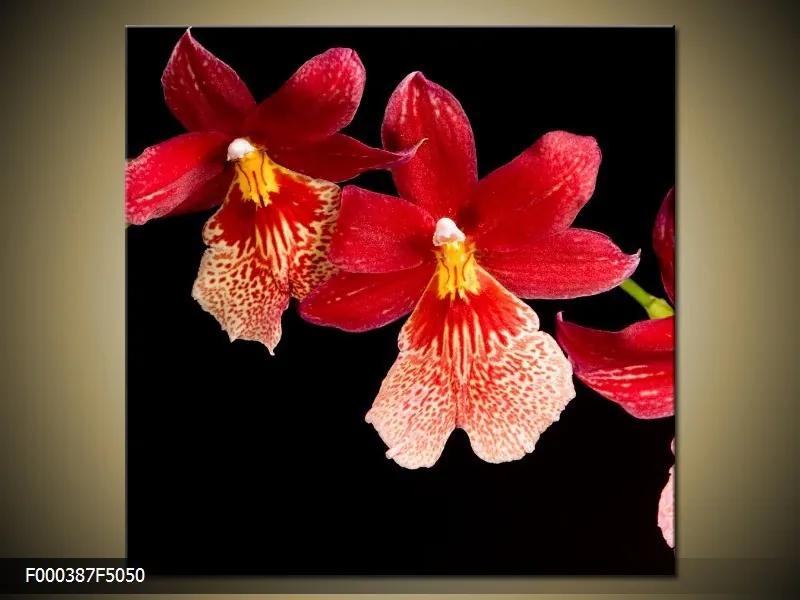 Obraz na plátne Červená orchidea, Štvorec 50x50cm 33.68 €