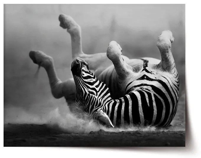 Sablio Plagát Váľajúca sa zebra - 60x40 cm