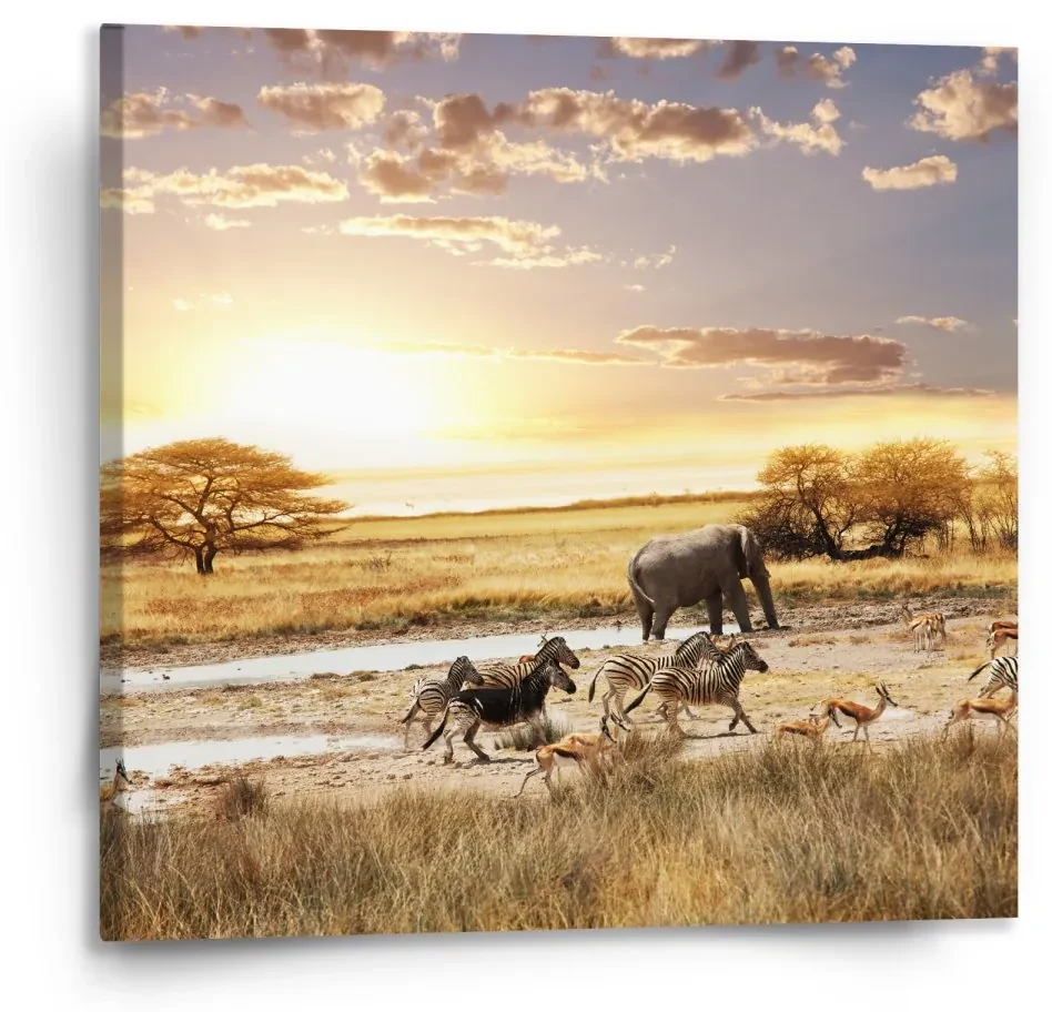 Sablio Obraz Safari - 110x110 cm