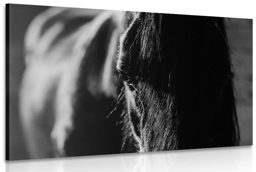 Obraz majestátny kôň v čiernobielom prevedení - 90x60