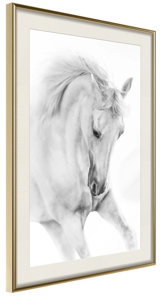 Artgeist Plagát - White Horse [Poster] Veľkosť: 20x30, Verzia: Čierny rám