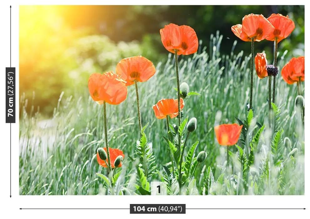 Fototapeta Vliesová Makové kvety 250x104 cm