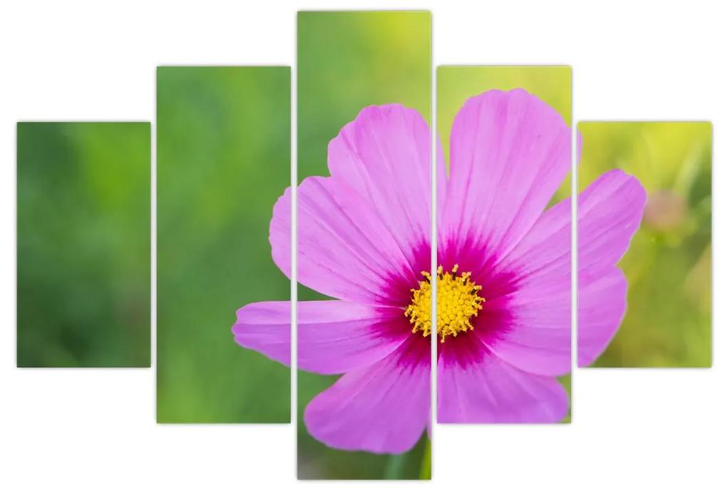 Obraz - lúčna kvetina (150x105 cm)