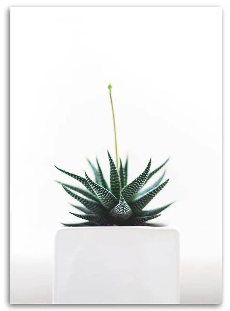 Obraz na plátně Zátiší Rostliny Příroda - 40x60 cm