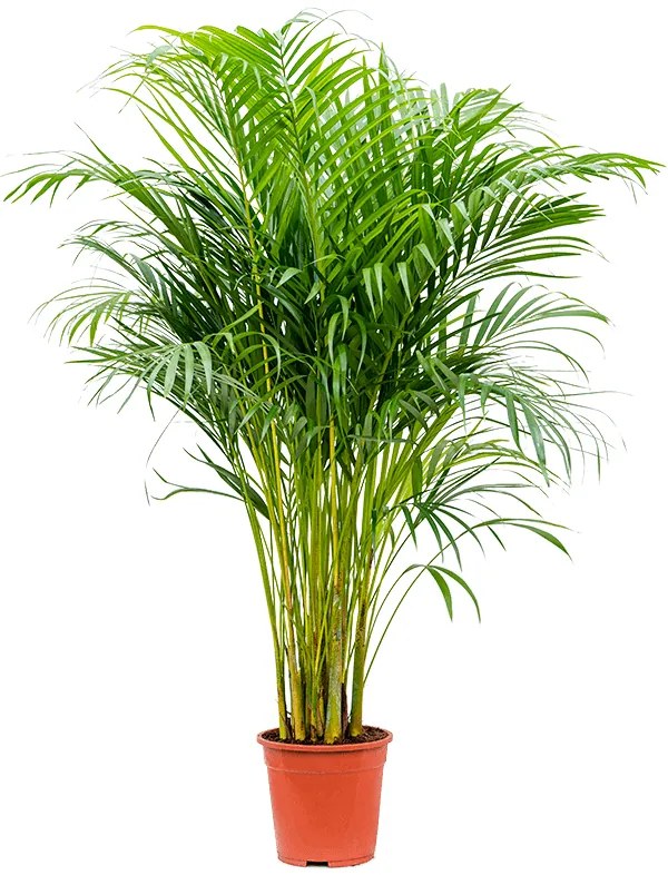 Areca lutescens (Dypsis) 21x125 cm