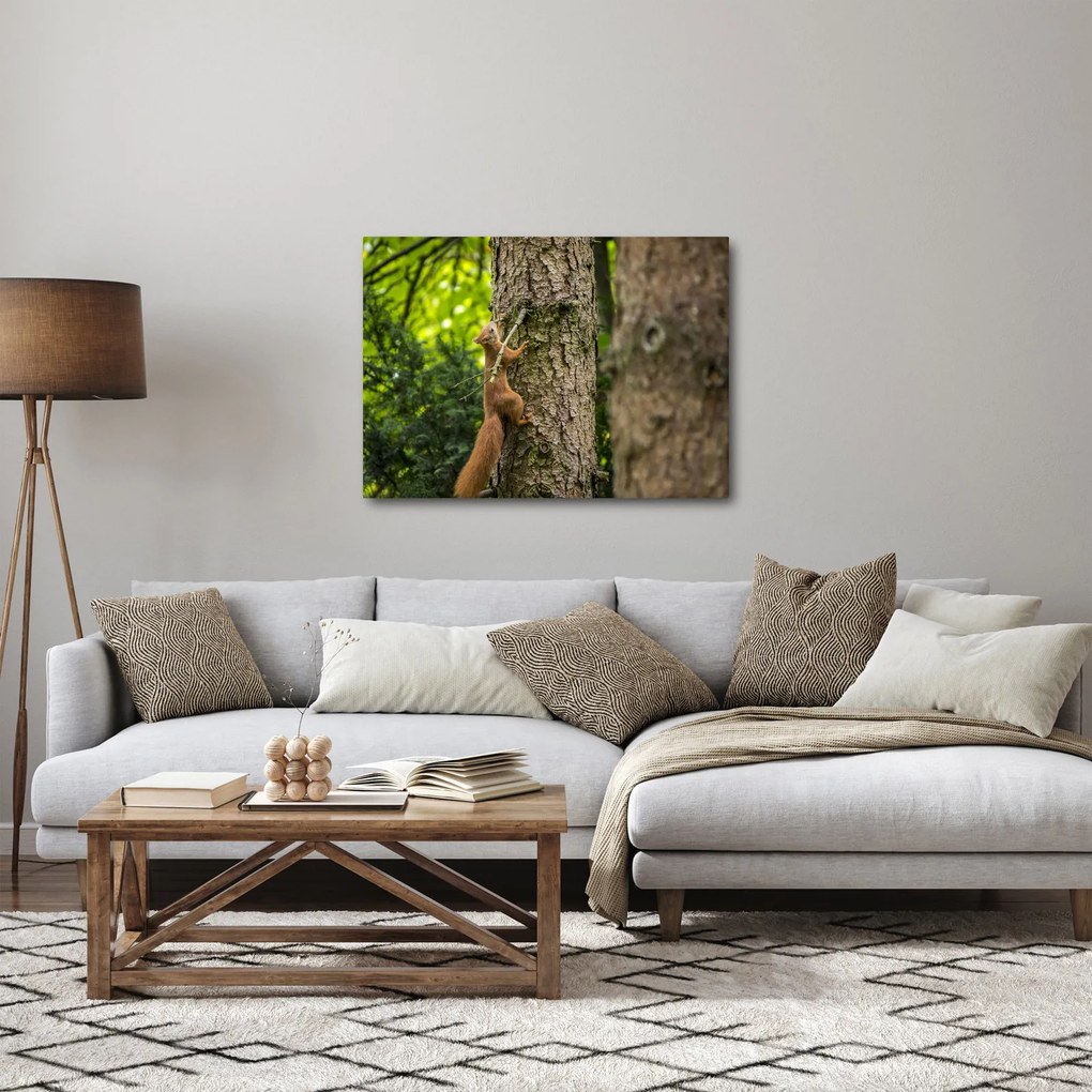 Obraz - Veverička (70x50 cm)