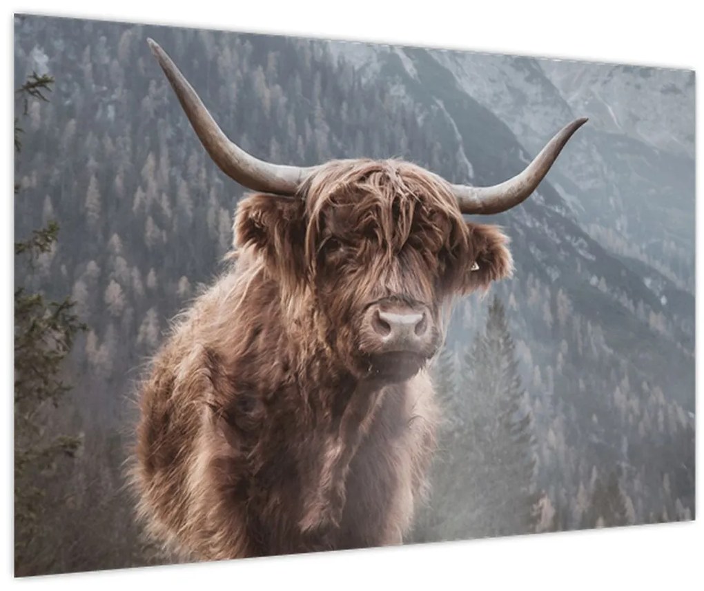 Obraz - Highlander krava (90x60 cm)