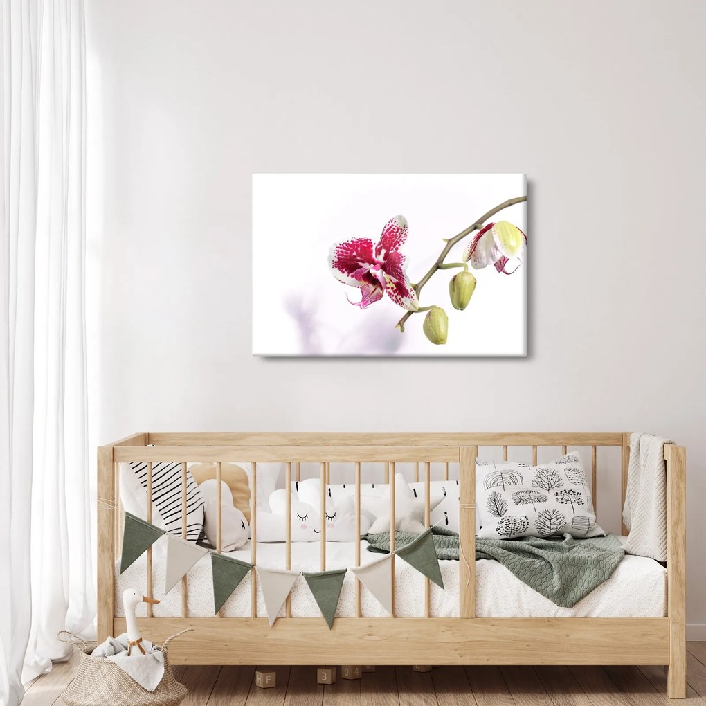 Obraz kvetu orchidey (90x60 cm)