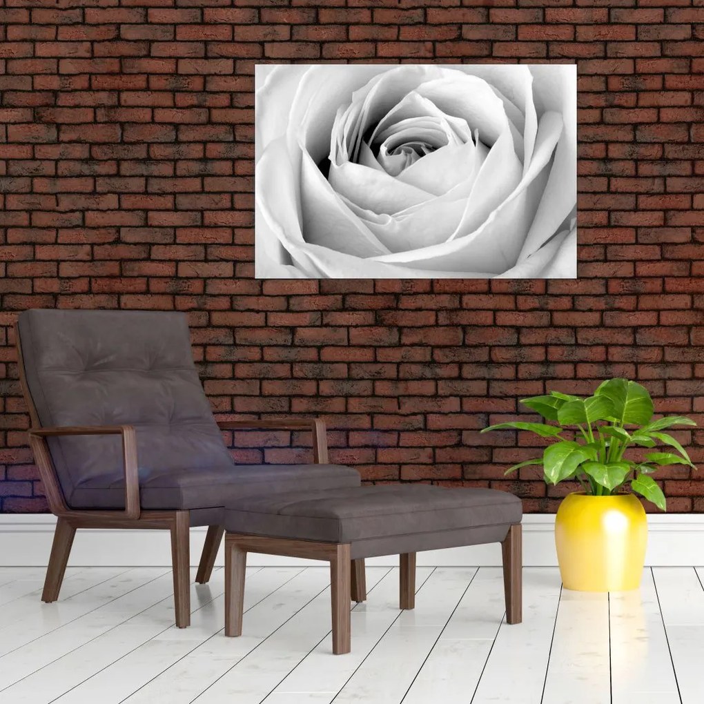 Obraz - Detail kvetu ruže (90x60 cm)
