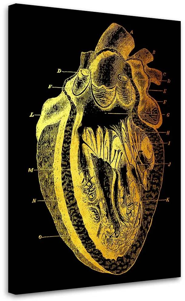Gario Obraz na plátne Zlatá anatómia, prierez ľudským srdcom - Gab Fernando Rozmery: 40 x 60 cm