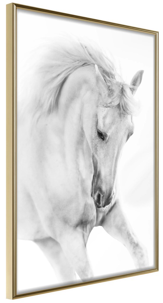 Artgeist Plagát - White Horse [Poster] Veľkosť: 30x45, Verzia: Zlatý rám s passe-partout