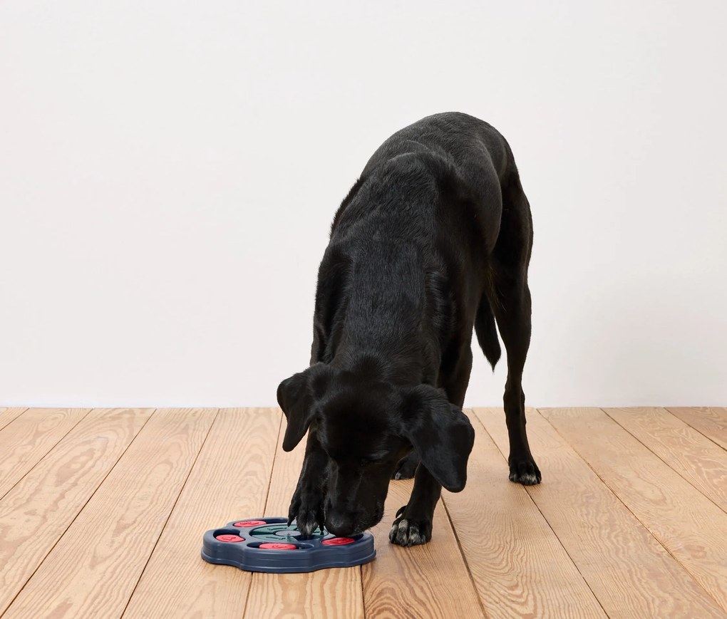 Inteligenčná hračka pre psov