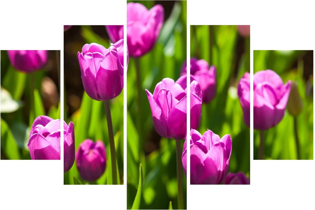 Obraz tulipánov na lúke (150x105 cm)