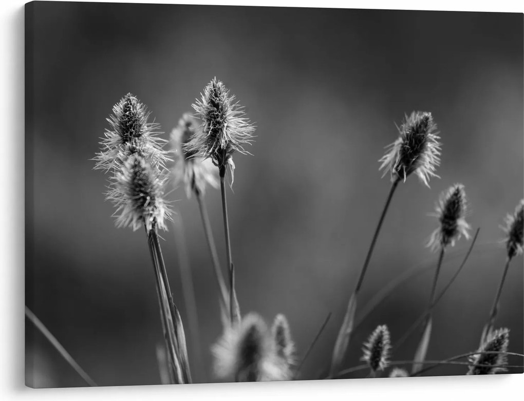 Obraz - Béžová soft grass N⁰2 (70x50 cm)