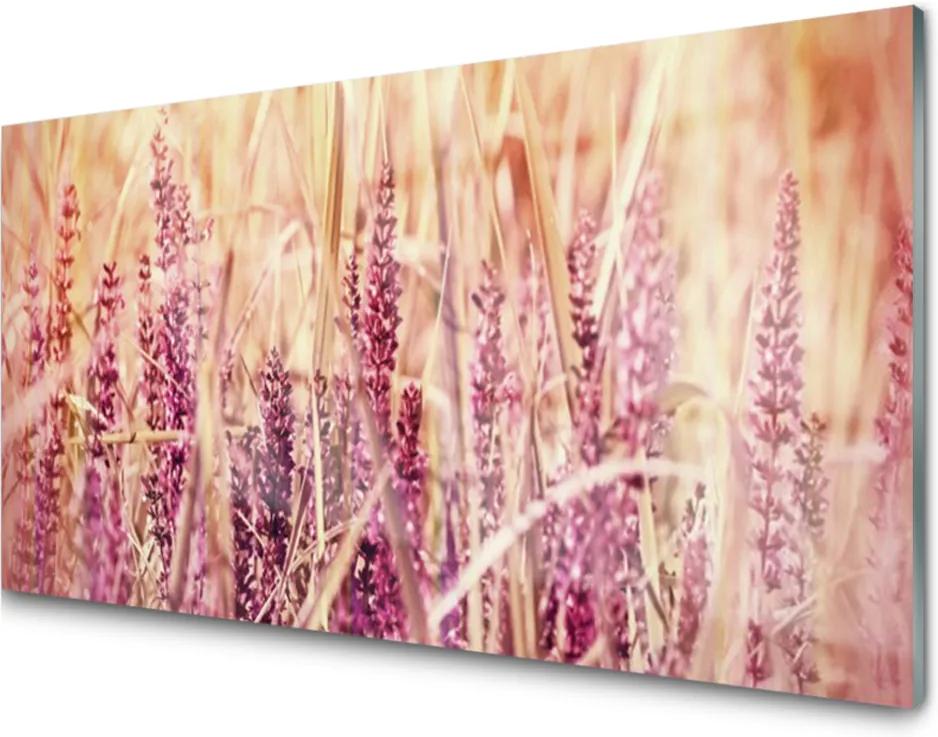 Skleněný obraz Pšenica Rastlina Príroda