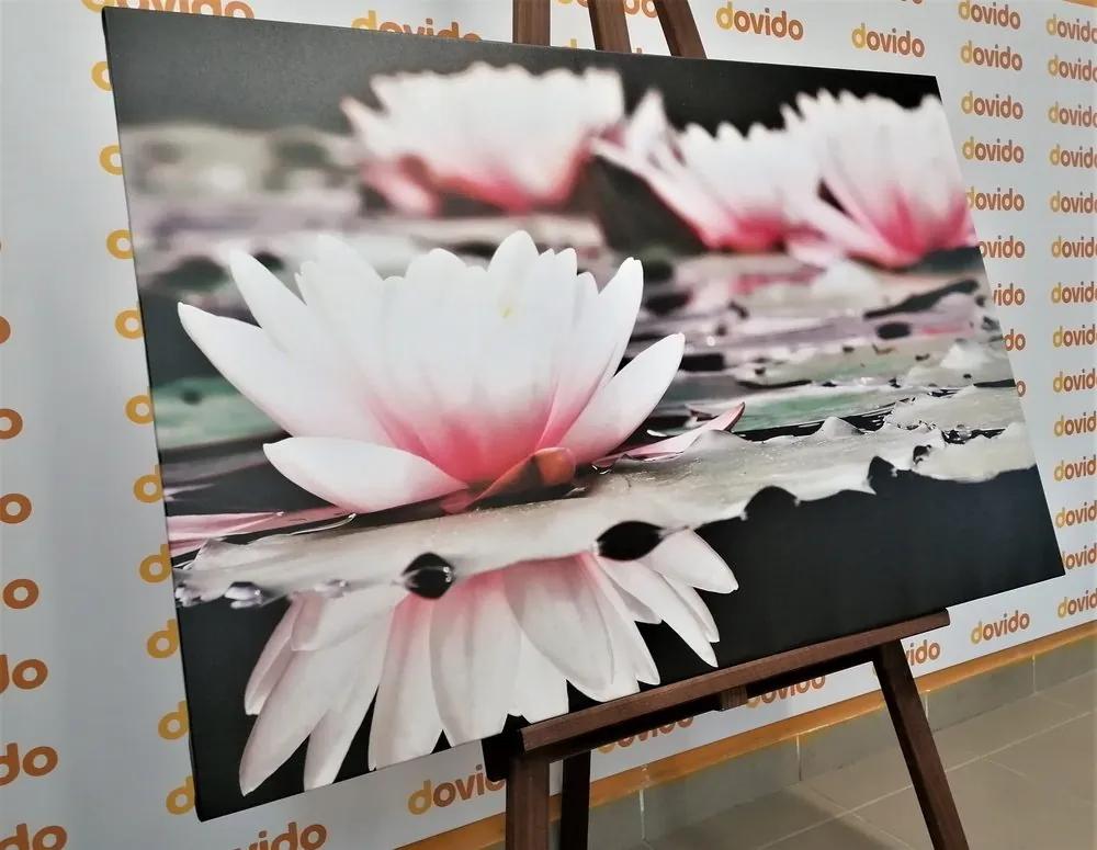 Obraz lotosový kvet - 120x80
