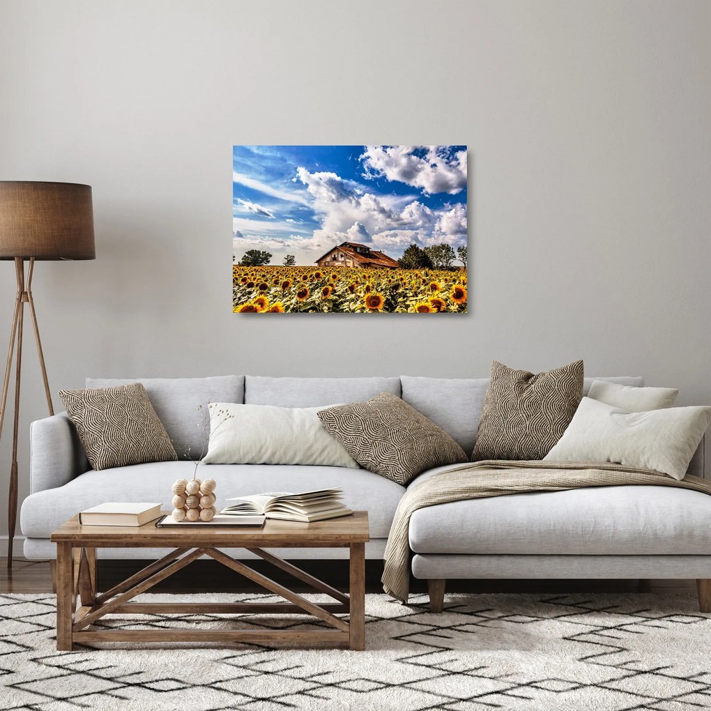 Sklenený obraz slnečnicového poľa (70x50 cm)