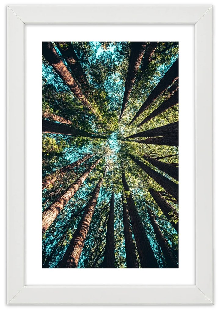 Gario Plagát Konáre vysokých stromov Farba rámu: Bez rámu, Rozmery: 20 x 30 cm