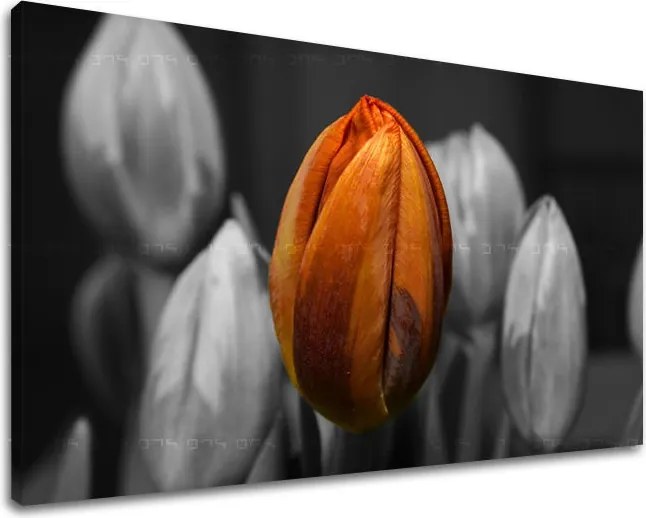 Obraz na stenu KVETY KV095E11 - 100x150 cm